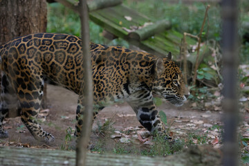 A jaguar (Panthera onca) inside a caged enclosure in an Eastern European zoo