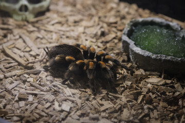 Tarantula spider in an Eastern European zoo