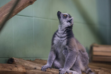 Lemur inside a caged enclosure in an Eastern European zoo
