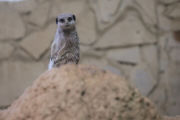 Meerkat (Suricata suricatta) inside a caged enclosure in an Eastern European zoo.