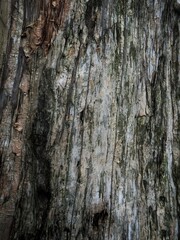 tree bark texture