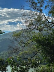 trees on the lake