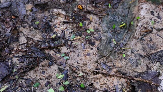 Close-up 4K footage of leafcutter ants carrying fresh green leaves along a forest floor trail, showcasing their teamwork, natural behavior, and vibrant jungle environment&mdash;ideal for wildlife stock vide