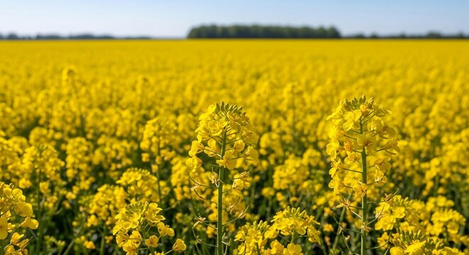 A vibrant field of yellow rapeseed flowers in full bloom under a clear blue sky on a sunny day.