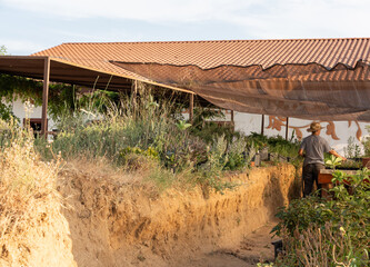 Unrecognizable farmer taking care of plants growing in greenhouse nursery