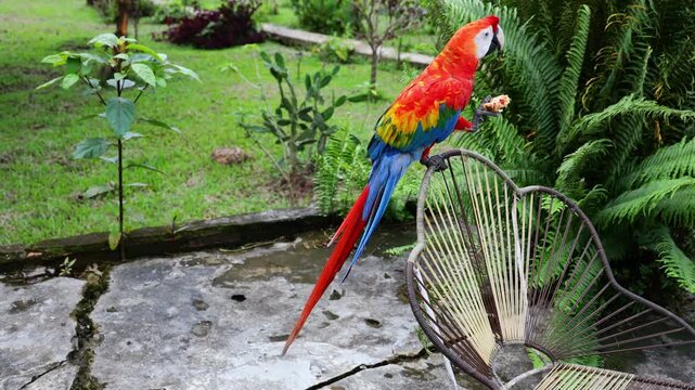Ara macaw parrot perched on branch 4k video high resolution. Colorful feathers, tropical bird, wildlife, rainforest habitat, South America, exotic animal, close-up, beak, plumage, vibrant colors