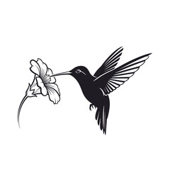 Obraz premium Hummingbird Feeding on Flower, Nature Scene, Illustration, Close-Up View, Vibrant Beauty