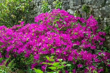 Rhododendron 'Blue Danube' a late spring flowering evergreen shrub plant with violet-blue springtime flowers commonly known as azalea, gardening stock photo image