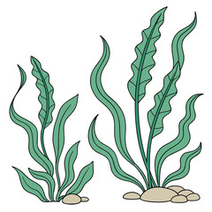 Illustration of green seaweed with long, wavy leaves growing from beige rocks on the ocean floor, shown in two clusters of different heights. © Phaimanee