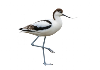 Elegant pied avocet bird standing on one leg with upcurved bill isolated on transparent background