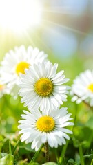 Close-up of white daisies in a grassy field, bathed in sunlight