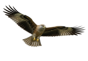 Majestic bird of prey soaring with wings spread wide in flight isolated on transparent background