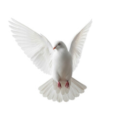 Fototapeta premium Majestic white dove with wings spread wide in flight isolated on transparent background