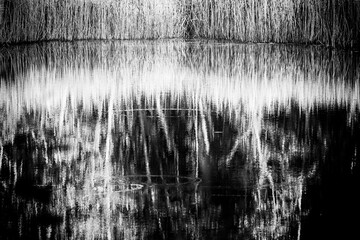 Naklejka premium dark gloomy black and white landscape with calm water and tree and grass reflection. Other side of river or pond
