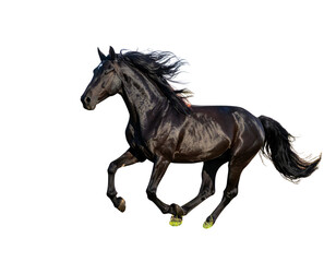 Fototapeta premium Black Horse Galloping Across Field, Side View, isolated on transparent background png