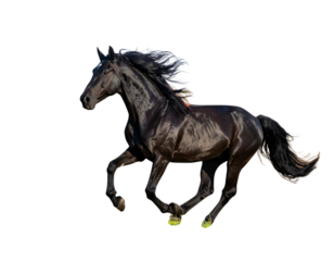 Black Horse Galloping Across Field, Side View, isolated on transparent background png