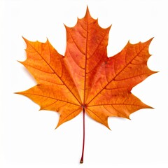 Obraz premium Autumn Maple Leaf with Vibrant Orange Color and Natural Veins Isolated on White Background for Botanical Object, Seasonal Decoration and Fall Concept