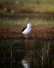Obraz premium black winged stilt