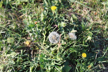 Stunning Dandelion Close-Up: Nature's Delicate Beauty in Vibrant Green Field