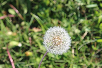 Dandelion Seed Head: Close-up Photo of a Wildflower
