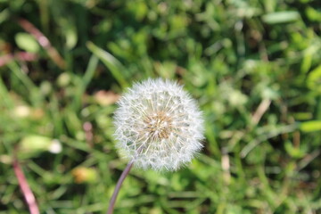 Stunning Dandelion Close-Up: Nature's Delicate Beauty