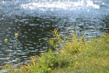 Serene Lakeside Vista: Lush Greenery Meets Tranquil Water