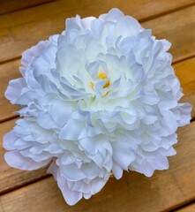 Top view of white peony flower with layered petals on wooden table, soft natural light and clean copy space — elegant floral background for invitations, hero banners, posters and social media