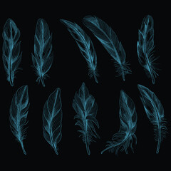 feather vector design illustration
