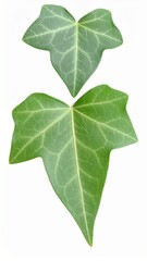 Obraz premium Green Ivy Leaf with Natural Veins and Classic Shape Isolated on White Background for Botanical Object, Climbing Plant and Decorative Foliage Concept