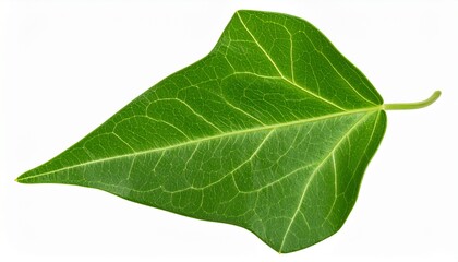 Obraz premium Green Ivy Leaf with Natural Veins and Classic Shape Isolated on White Background for Botanical Object, Climbing Plant and Decorative Foliage Concept