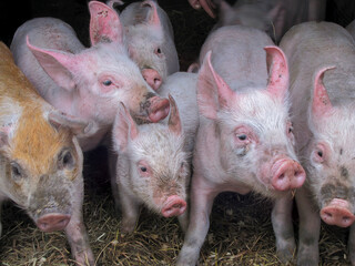 Young Piglets on Straw Bedding in Pig Farm Barn