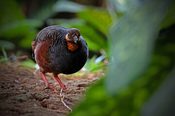 Malayan Hill Partridge