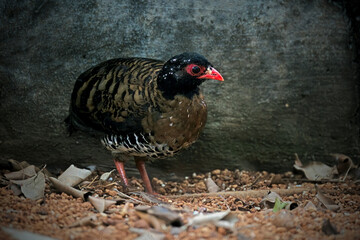 Malayan Hill Partridge © Riadi