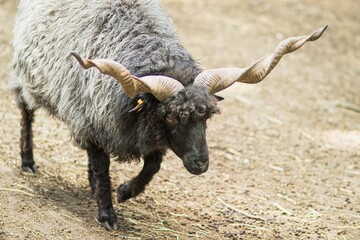 Unique horned sheep with curly wool coat walking on a farm, showcasing its distinctive features and natural habitat, representing rural livestock and animal husbandry