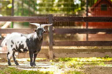 Black and white goat standing in a sunny farmyard, surrounded by wooden fencing and green grass,...
