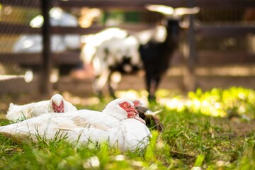 White domestic birds resting on green grass in a farmyard, with a black goat in the background, showcasing peaceful coexistence in a rural environment