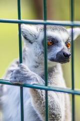 Close-up of a lemur with striking orange eyes, peering through a green metal fence, showcasing its unique features and curious expression in a natural habitat setting