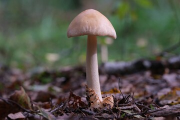 Amanita fulva, commonly referred to as the Tawny Grisette growing in forest. It is not poisonous mushroom. It is edible and tasty.