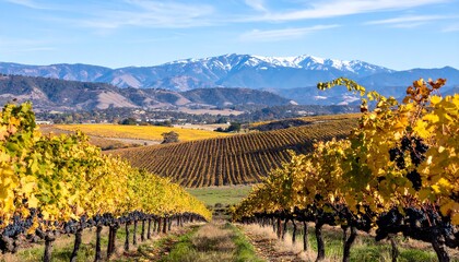Autumn vineyard landscape with mountains
