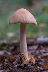 Amanita fulva, commonly referred to as the Tawny Grisette growing in forest. It is not poisonous mushroom. It is edible and tasty.