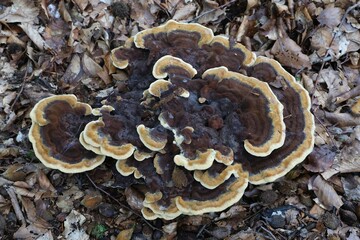 Close up of big mushroom Phaeolus schweinitzii (Dye-maker's Polypore or Dyer's Polypore) in forest