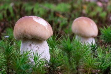 Two young mushrooms the boletus in moss in forest, also known as  penny bun, cep, porcino or porcini - edible, very tasty forest mushroom.