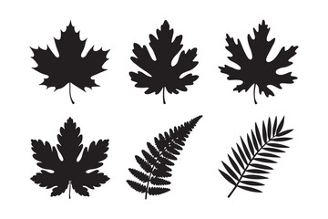 Obraz premium Black silhouette maple and fern leaves collection
