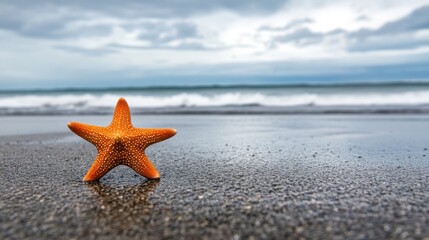 Orange starfish on dark sand beach with ocean waves
