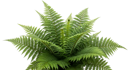 Vibrant Fern Plant With Neon Border