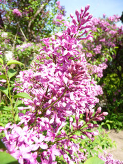 Es ist Frühling, im Garten blüht der Flieder.