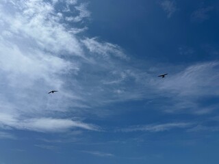Amazing blue sky with flying birds.