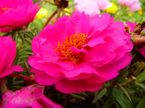 Makro einer Pfingstrosenbl&uuml;te.