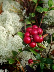 Cluster of ripe lingonberries on bush among white lichen