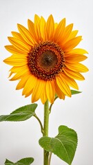 Fototapeta premium Bright yellow sunflower isolated on white background with detailed petals and natural center texture